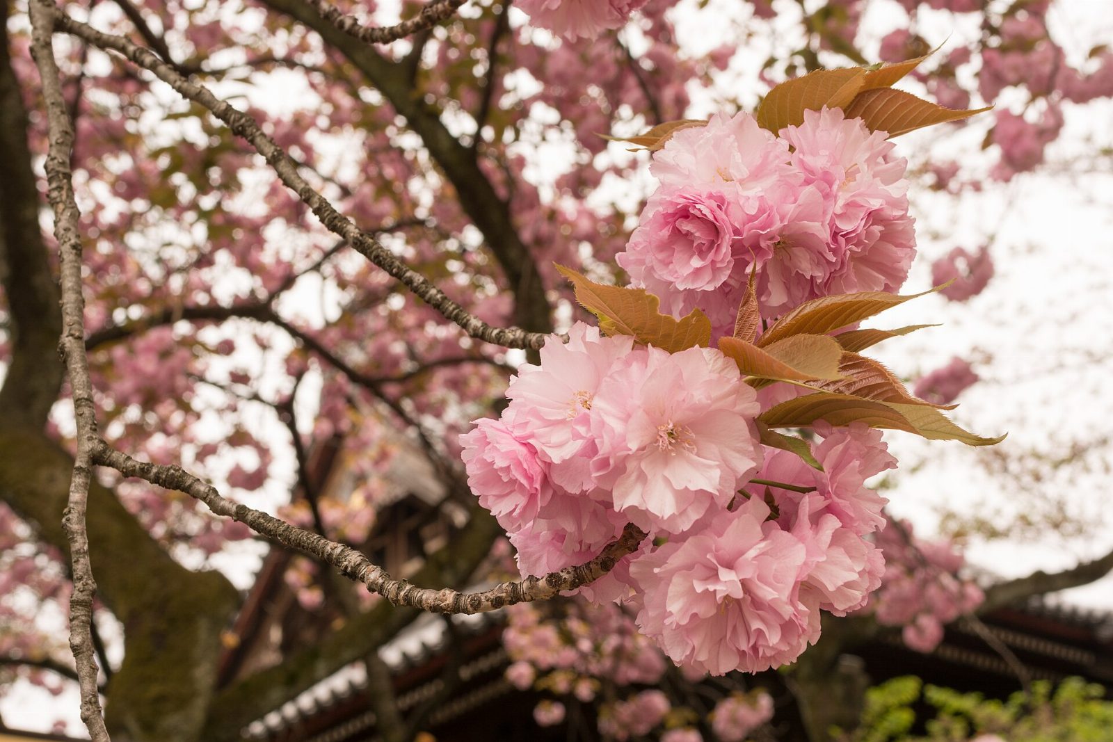 Tour Halal Jepang Sakura 7D6N